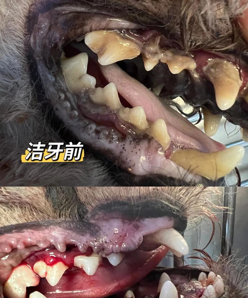 泰迪换牙的周期及注意事项（泰迪换牙周期、牙齿生长过程、护理技巧详解）