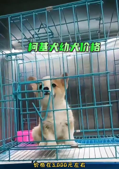 2022年柯基犬价格行情（探索柯基犬市场，了解其价格趋势与变化）
