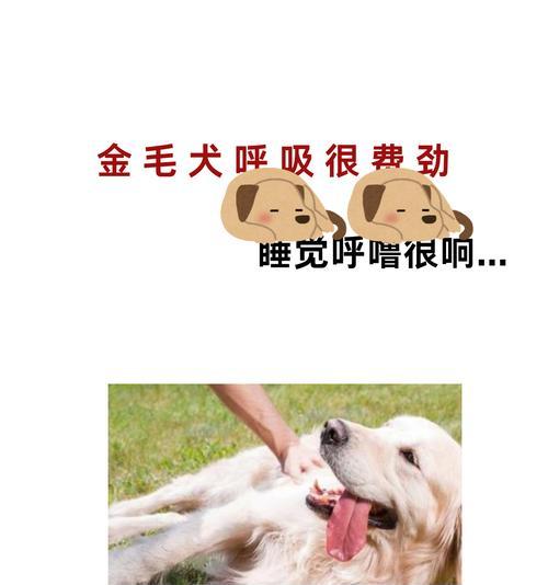 狗狗突然发出呜呜声，察觉到什么大事了吗？（探索狗狗特殊的嗓音语言和它们可能的含义）