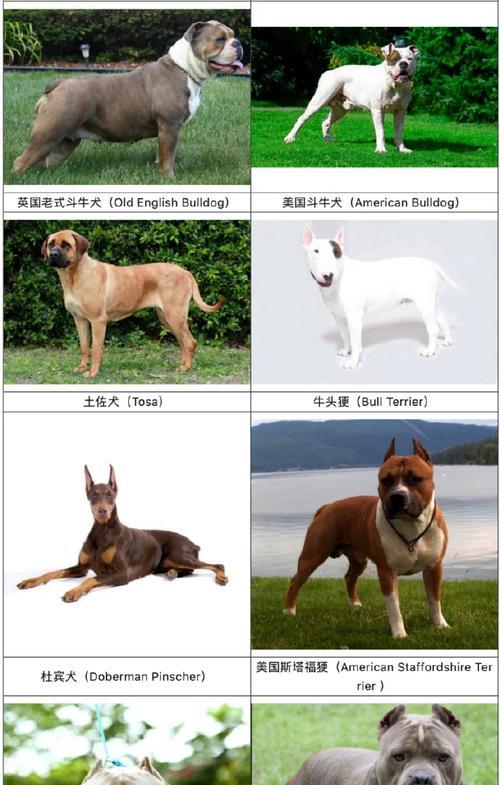 与斗牛犬共度的奇妙体验（探寻斗牛犬的贪吃、不爱运动和打鼾声音响之谜）
