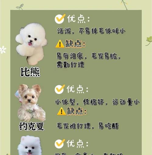 以好养的犬品种推荐（了解适合初次养犬人士的犬种）