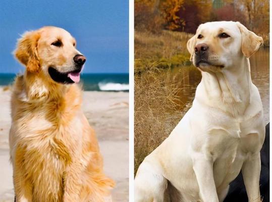 拉布拉多犬的优点和缺点探究（了解拉布拉多犬的特点，选择适合自己的宠物伙伴）