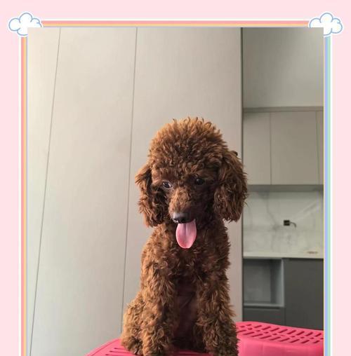泰迪犬宝宝出生后的洗澡时机（合适的洗澡时间是保护泰迪犬宝宝健康的关键）
