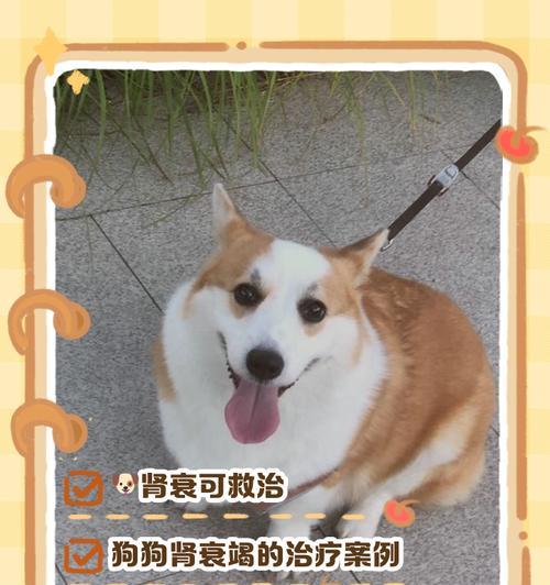 探讨狗狗绝症的治疗和关爱（以爱心为关键，让狗狗在绝症中获得舒适与尊严）