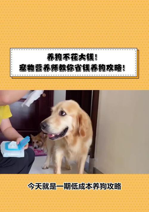 养一只宠物狗狗的花费有多高？（一生的花费究竟是多少？如何降低养狗的经济负担？）