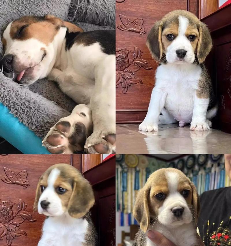 比格犬的饲养之道（了解比格犬，让你成为最好的养犬人）