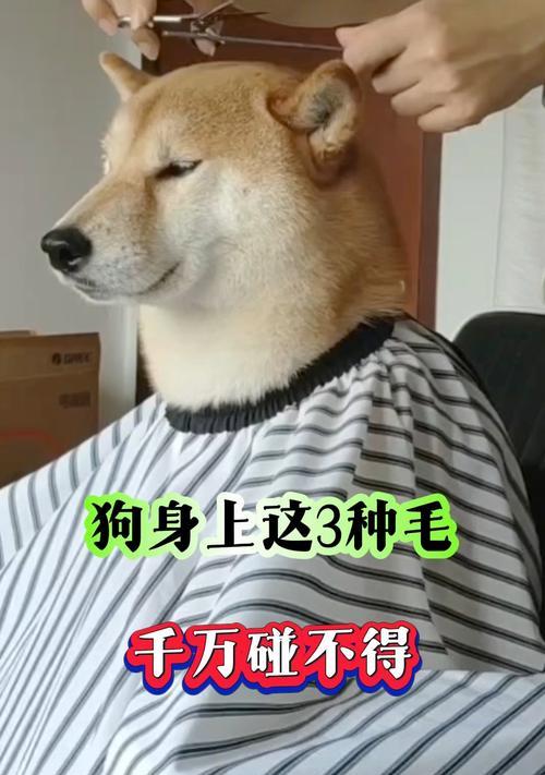 狗狗剃毛的最佳时机（探索剃毛的时间间隔，让你的宠物更舒适）