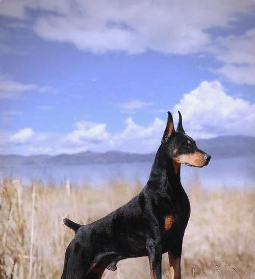探索养杜宾犬的缘由（杜宾犬的优缺点分析及对于缺点的接受程度）