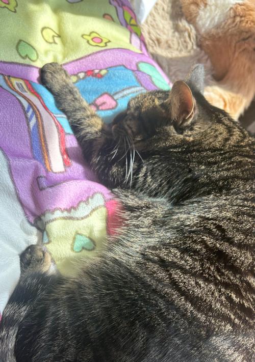 小猫晚上的睡眠时间有多长？（小猫睡眠习惯及对其健康的影响）