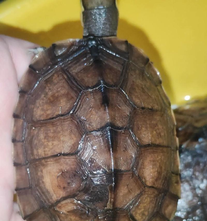 草龟的饲养水位及适合的水质（了解草龟饲养中的水位和水质要求，让爱宠健康快乐）