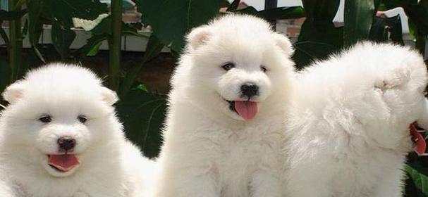 以萨摩生产时间要多久？（深入探究以萨摩生产过程的耗时与效率）