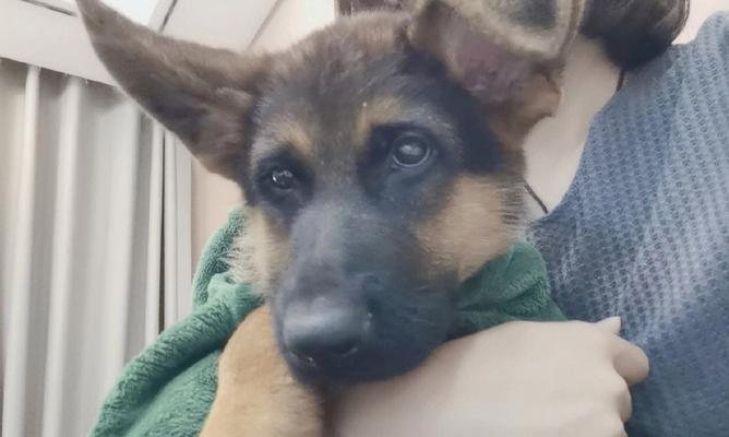 以德牧幼犬饲养的关键要素（养成聪明听话威武的德牧，而非顽劣的狗）