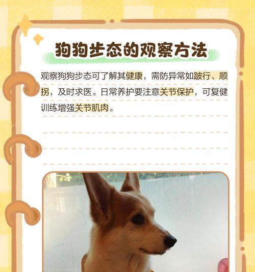 小狗成长的关键时刻（撑开眼睛与迈出第一步）