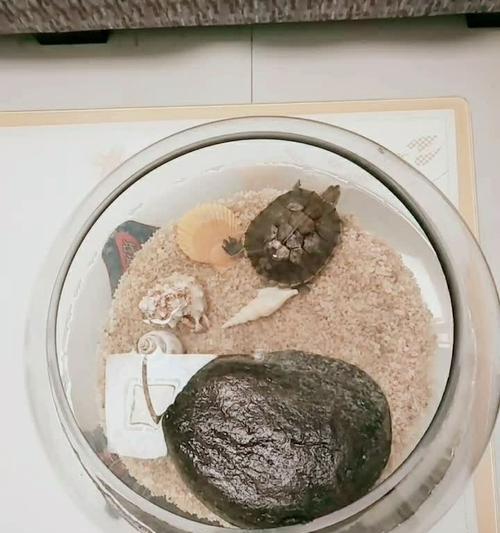 凤尾鱼换水后多久喂食的最佳时机（养凤尾鱼应注意的饲养时间和方法）