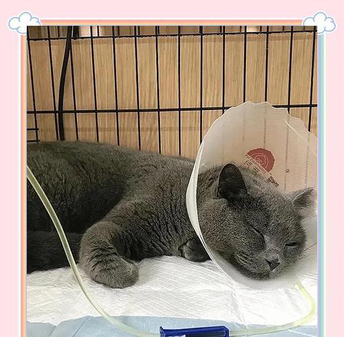猫咪肾衰竭（预测猫咪肾衰竭存活期的关键因素）