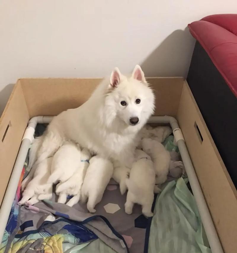如何训练萨摩耶幼犬的关厕所和乱咬坏习惯（解决萨摩耶乱吃乱咬的方法，让你的狗狗乖巧听话）