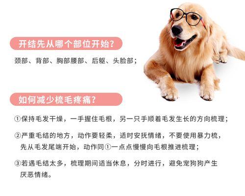 养宠指南（探讨狗狗刷毛的最佳频率及其关键因素）