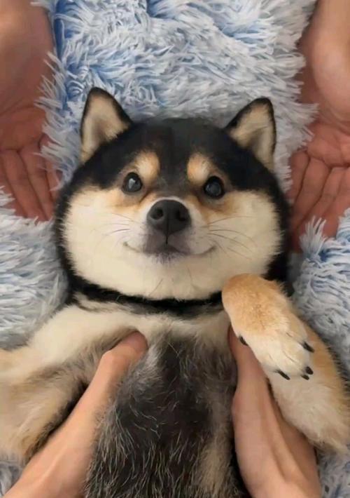 狗狗美容的最佳频率（狗狗美容时间间隔探究）
