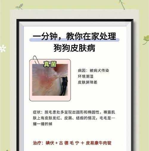 狗狗螨虫皮肤病的治疗时间及效果（打针治疗能否在短时间内解决问题？）