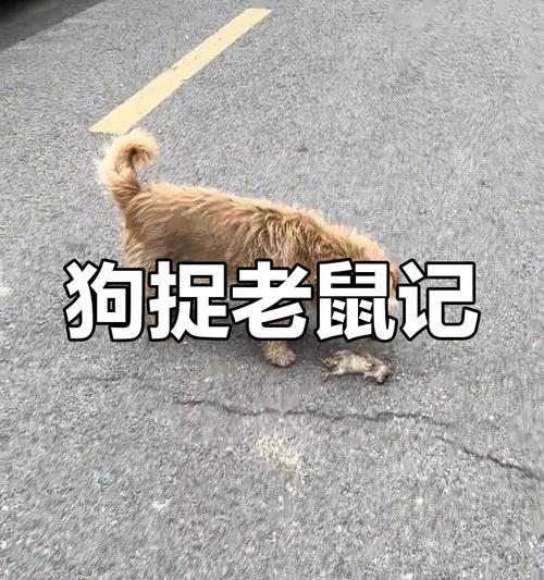 轻松除狗味的秘诀（通过清洁和空气净化，彻底除去家中的狗味！）