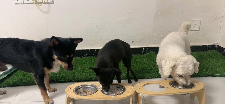 小土狗幼犬的饮食习惯（探究小土狗幼犬吃饭的时间和习性）