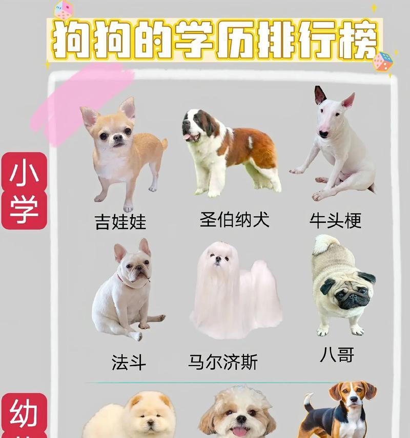 智商排名前十的狗狗（探索狗狗世界中的智慧者，了解智商排名前十的狗狗们）
