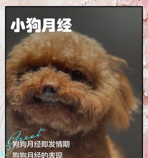 狗的月经周期及持续时间有多久？（探究狗的生理周期和注意事项）