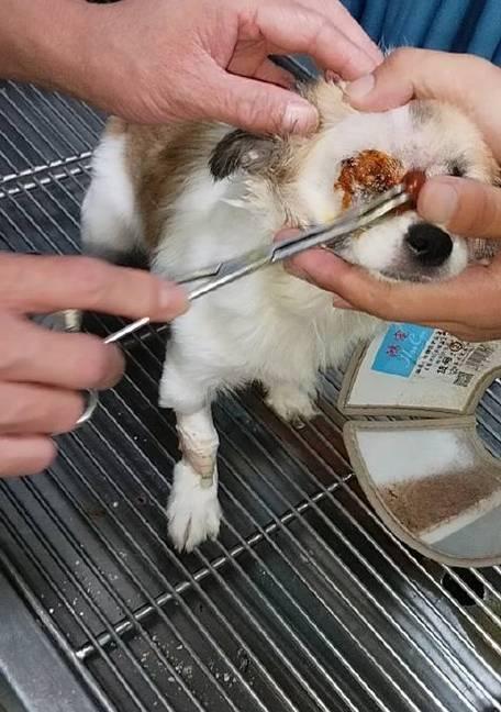 狗狗眼珠摘除后的恢复时间及注意事项（狗狗眼球摘除后需要多久恢复正常？如何照顾狗狗的健康？）