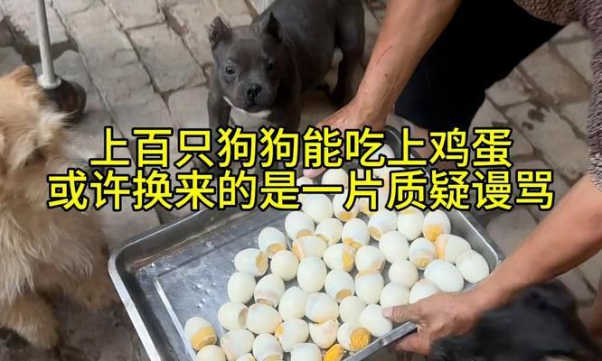 给狗狗喂鸡蛋（为什么狗狗更适合吃熟鸡蛋？）