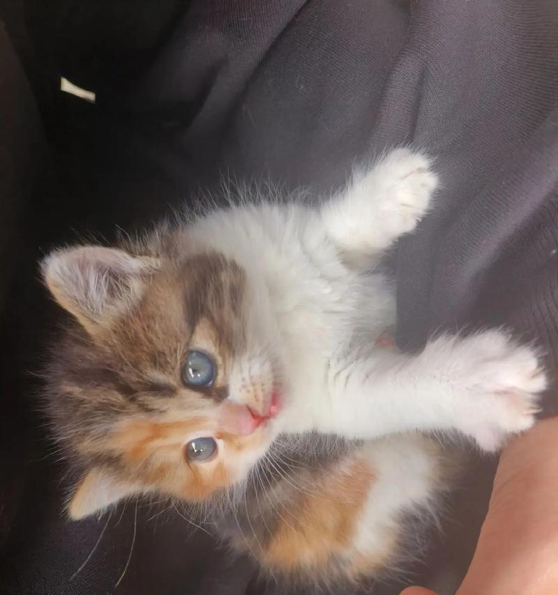 小猫一个月大可以断奶吗？（了解客户对小猫断奶认知的原因及解答）