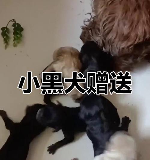 满月泰迪喂养频率（满月泰迪喂养的是什么？）