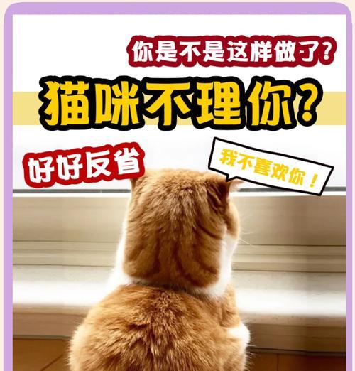 猫咪挑食的原因及如何改善（了解猫咪挑食的原因，帮助你的宠物享用美味佳肴）