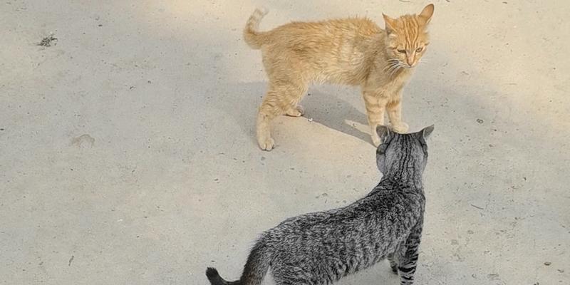 猫咪摇尾巴的含义大揭秘！（不同动作意思不同，你知道吗？）