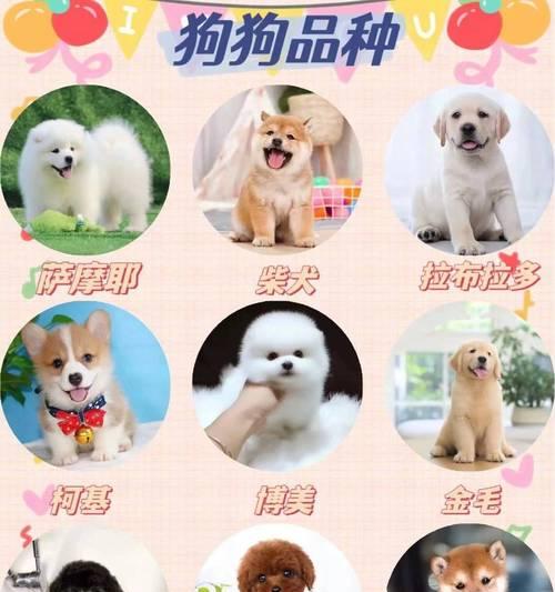 金毛美容小贴士——打造迷人毛发的秘密（了解金毛美容的关键要素，让你的宠物更加美丽动人）