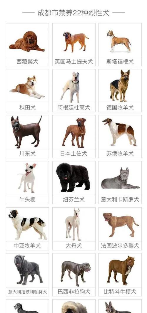 罗威纳犬的FCI标准要求（FCI标准中详细规定的15个关键要求）