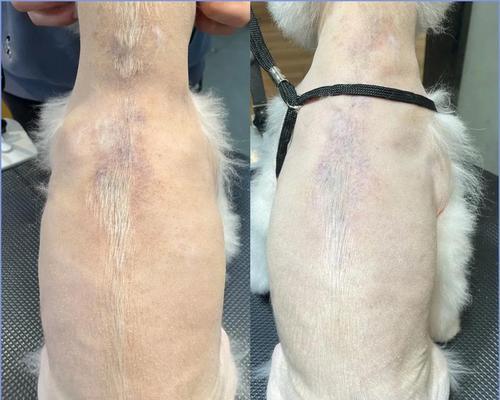 探索解决博美犬掉毛严重的方法（用这些方法改善博美掉毛厉害的困扰）