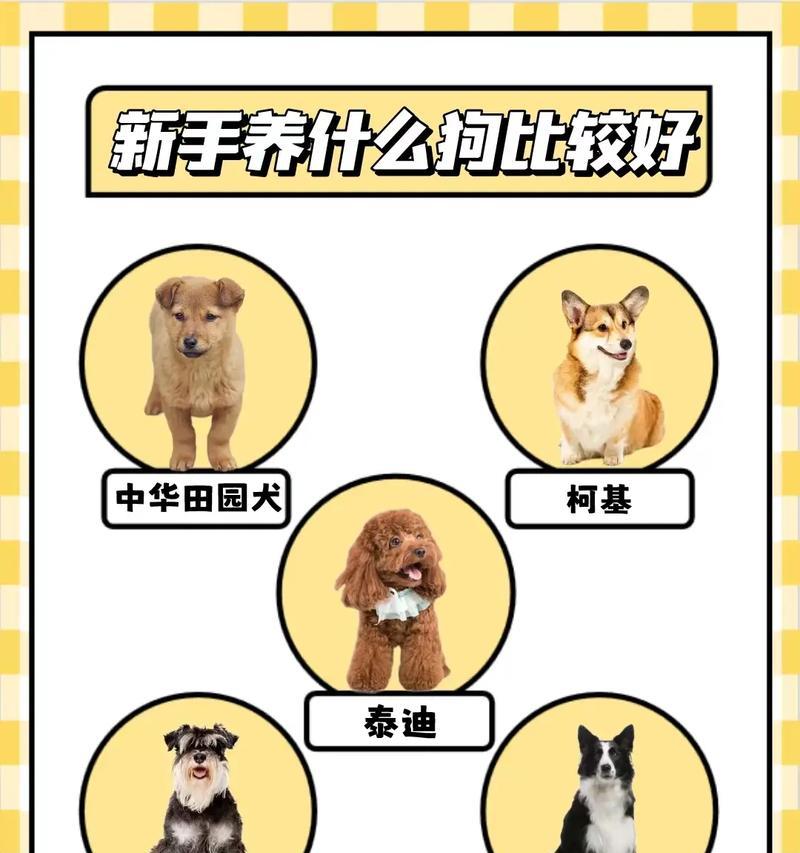 新手养泰迪，超详细喂养手册（从零开始的泰迪狗养育指南）