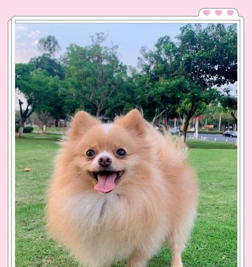如何挑选健康的博美犬（关键地方不容忽视，助你选择健康宠物）