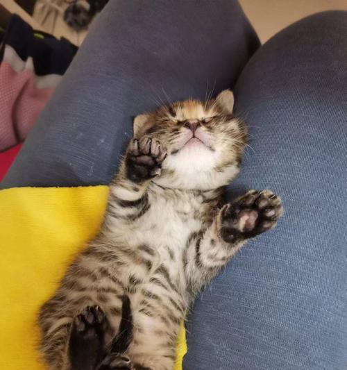中华狸花猫的寿命及生命特点剖析（中华狸花猫的生活预期、健康特点和长寿秘诀）