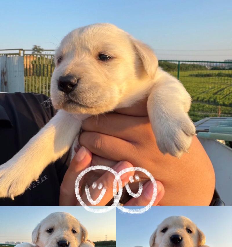 拉布拉多犬的饲养经验分享——陪伴你的狗狗成长（从小萌宠到忠实伙伴，拉拉的成长故事给你带来的启示）