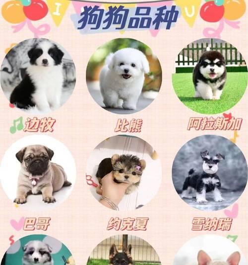 饲养边境牧羊犬的好处（边牧的优点介绍）