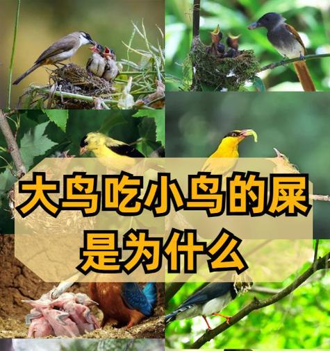 幼鸟生存的关键（孱弱的幼鸟，多久不吃食会垂死？）