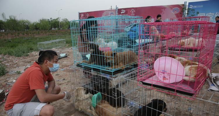 西安不能带狗的景点大揭秘（探寻西安禁犬背后的原因和规定）