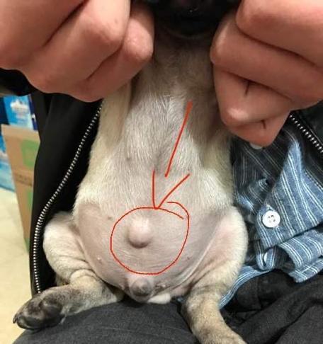 狗的脐疝手术恢复期有多长？（了解狗接受脐疝手术后的康复时间和注意事项）