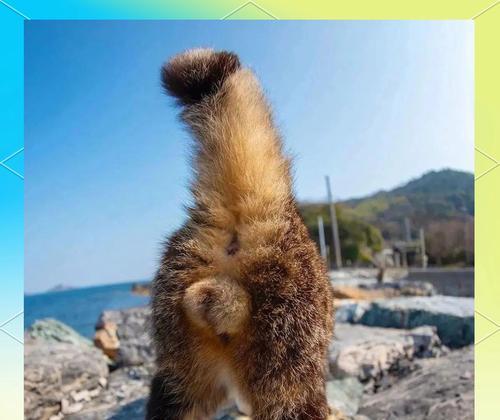 猫咪绝育（了解猫咪绝育的时间和方法，为宠物健康保驾护航）