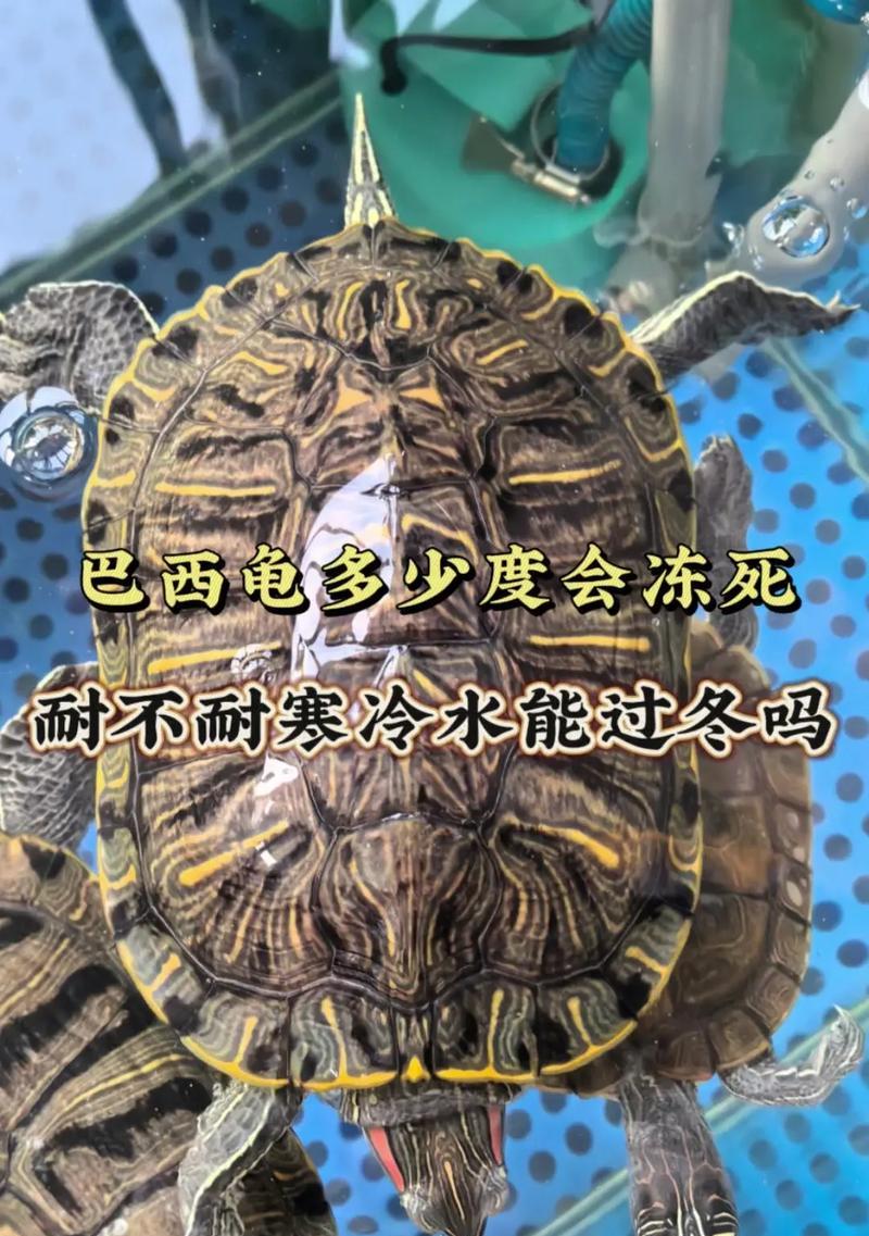 巴西龟养殖指南（了解巴西龟的饮食需求，助您培育健康成长的宠物）