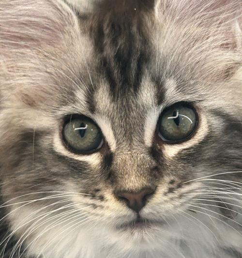 世界上最贵的猫（探索世界上最昂贵的猫咪品种及其价格）