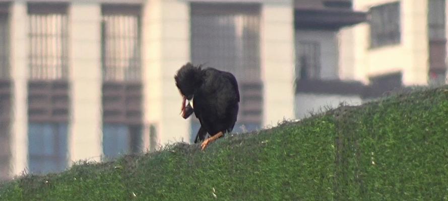 八哥狗洗澡的最佳频率及注意事项（八哥狗洗澡频率与洗澡技巧）