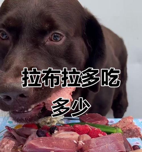 拉布拉多的食量之谜（揭秘拉布拉多每天的进食量以及其能够消耗的热量）
