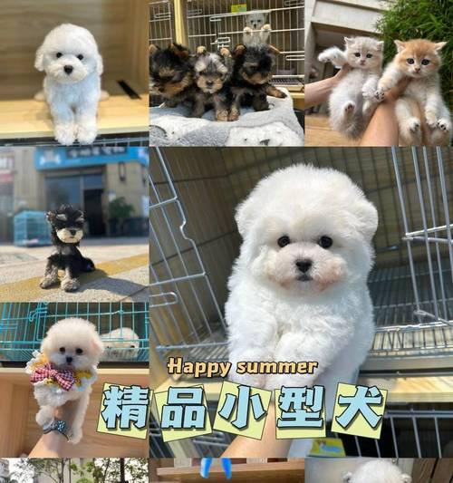 南京禁养犬种揭秘（了解南京禁养犬种，避免违规养狗）